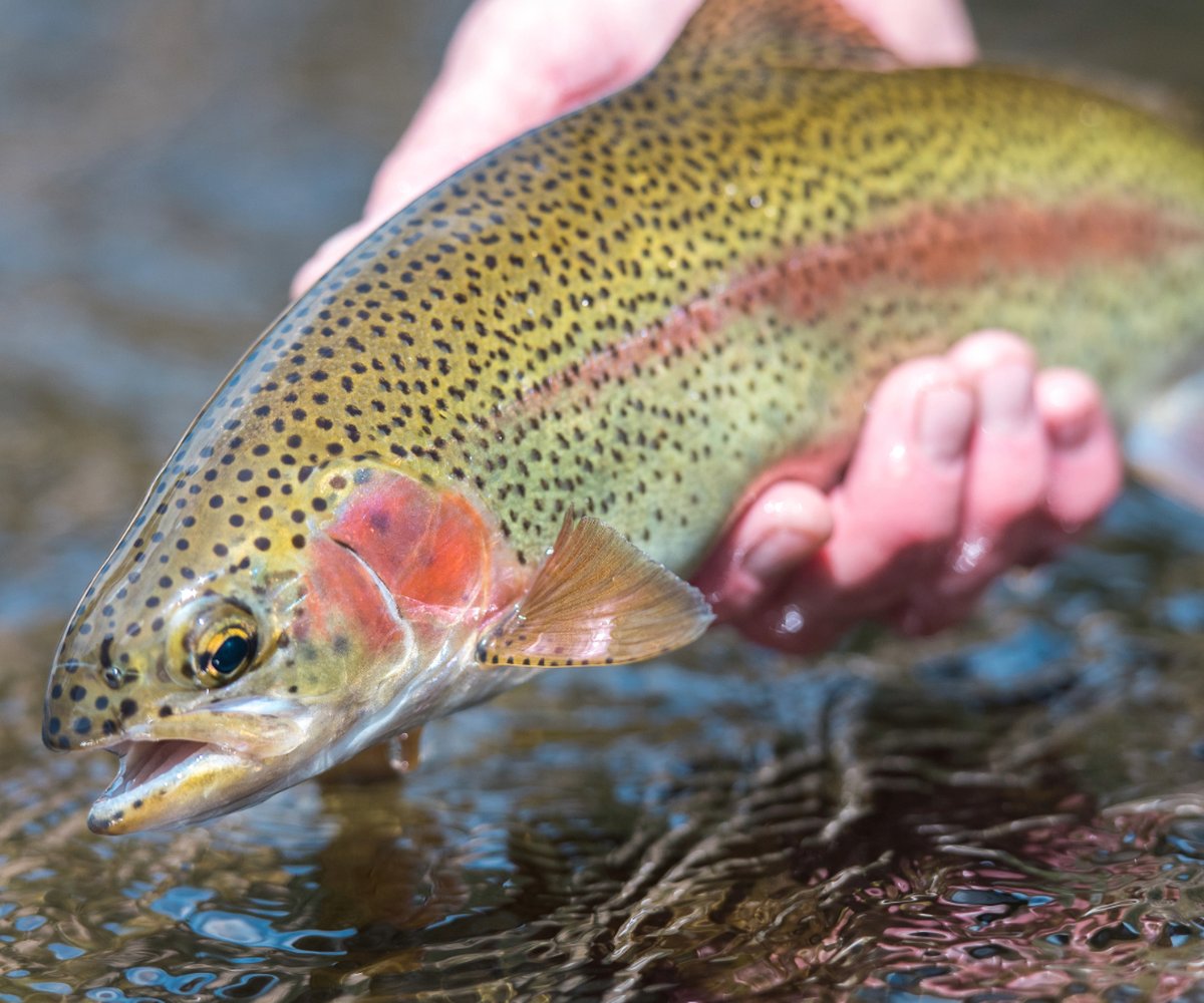 Fly fisher casting on the Blackwater River near Davis, WV